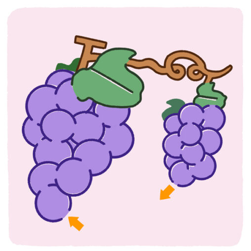 大きいぶどうと小さいぶどうの形をした迷路の教材