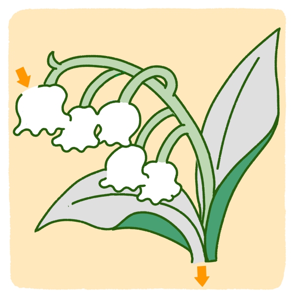 すずらんの迷路の教材